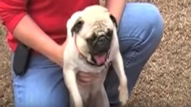 screaming pug