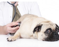 Just How Important Are Annual Vet Visits? The Truth Revealed: