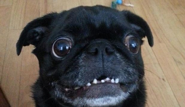 silly pug expression