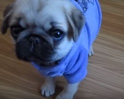 I Dare You NOT to Fall in Love with “Silver Sapphire,” a Rare Silver Pug Puppy