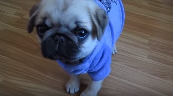 silver pug puppy