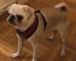 When an Adorable Silver Pug Sees a Foam Roller for the First Time, You’ll Never Guess How He Responds – Hilarious!