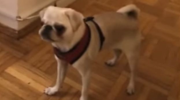 silver pug versus foam roller