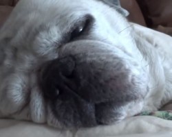 And You Thought You Snored – Just Wait Until You Watch These Pugs Snoring!