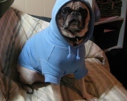 Let the G-Dawg World Begin with These Pug Thugs!