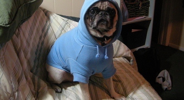 thug pug in blue hoodie