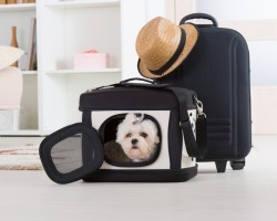The Most Important Things to Consider When You Fly with Your Doggy