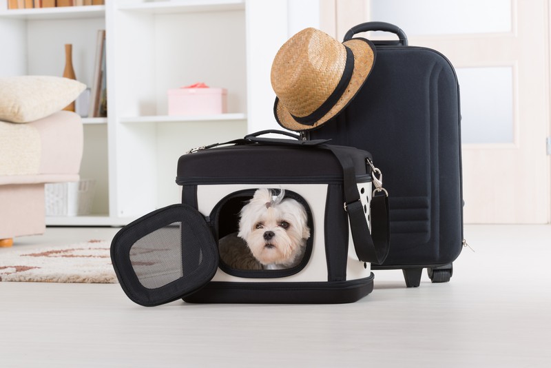 traveling Maltese in a dog carrier