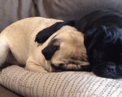 When Nap Time for Two Adorable Pugs is the Cutest Thing Ever…
