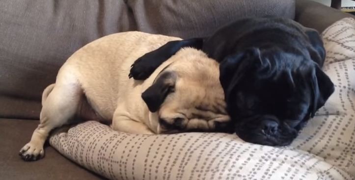 two pug brothers sleeping