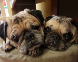 Here’s How to Figure Out Whether or Not Another Doggy Companion is a Good Idea for Your Pug