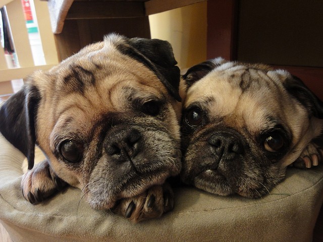 two pugs together