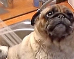 (VIDEO) Watch Just How Much Barry the Pug LOVES His Bath in the Sink – Too Funny!