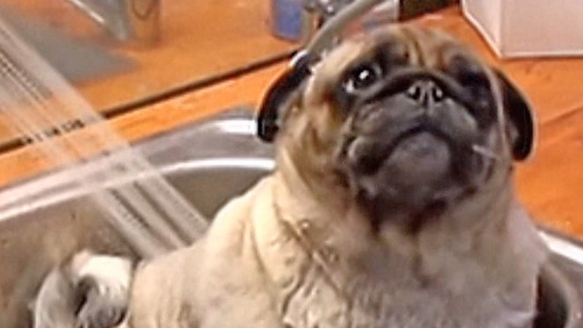 Barry the pug in the tub