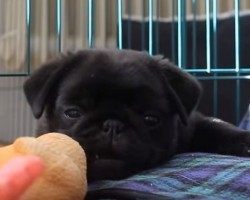 Witness a Day in the Life of This Darling Pug Puppy – I Want Him Now, LOL!