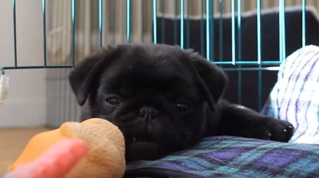 Boris the black pug puppy