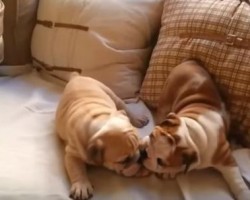 Two English Bulldog Puppies Love Playing and We Can’t Help But Go “Aww!”