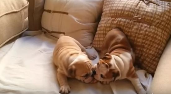 English bulldog puppies