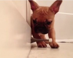 (VIDEO) Cute and Curious French Bulldog Puppy Goes Crazy Over a… Door Stopper?!
