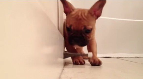 French Bulldog puppy door stopper