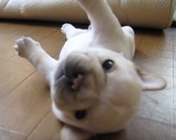 (VIDEO) Too Cute for Words French Bulldog Pup Tries SO Hard to Roll Over That He…