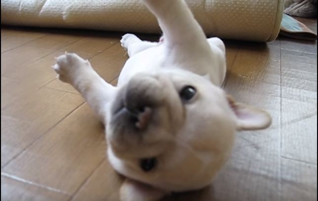 French Bulldog puppy trying to roll over