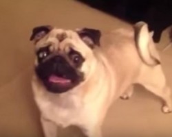 (VIDEO) Cute and Defiant Pug Refuses to Go to Bed