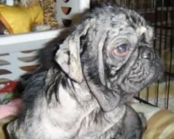 Watch Joshua the Pug’s Rescue Story and Shed Some Tears in the Process…