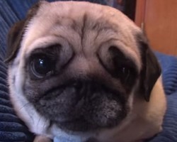 Maggie the Pug Knows How to Woo Anyone With an Adorable Trait… Snoring!
