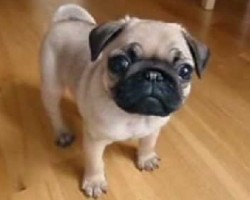 (VIDEO) Stop What You’re Doing Right NOW and Watch This 10-Week-Old Pug Being Adorable