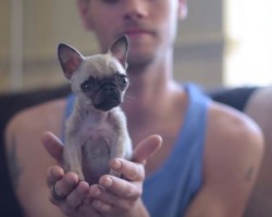 (VIDEO) World’s Smallest Pug is Less Than 4 Inches Tall and Is Stealing Hearts Everywhere