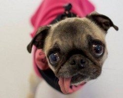 Senior Pug With Special Needs Reminds Us Just How Important it is to Adopt