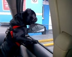 Energetic Pug Has a Lot to Say and Won’t Let Anything Get in His Way – LOL!