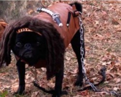 If the Walking Dead Characters Were Dogs… This is What They’d Look Like