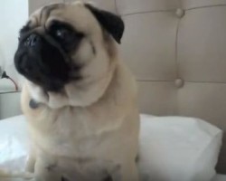(VIDEO) Super Cute Pug Feels Left Out, And Tells Her Owner as Such With Adorable Noises