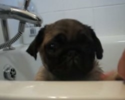 It’s Bugsy the Pug Puppy’s Very First Bath – Find Out How This Cutie Does!