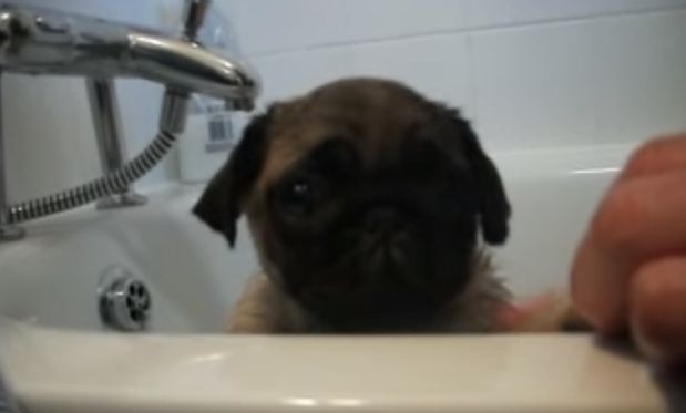 baby pug's first bath