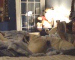 (Video) When 4 Pugs Are NOT Ready for Bed, This is What Happens – Hilarious!