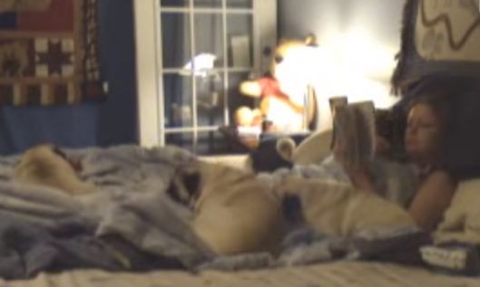 bedtime with pugs