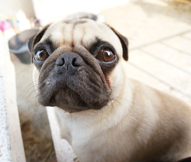 big pug eyes