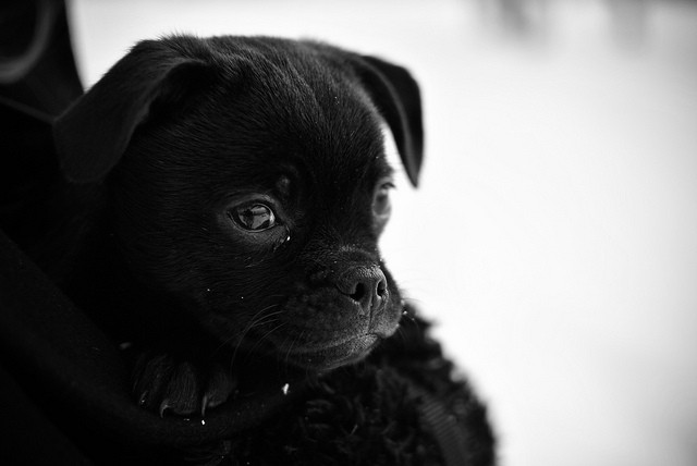 black pug mix dog