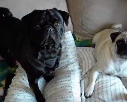 Pug Sibling Won’t be Silent When His Sister “Steals” His Bone – Too Funny!