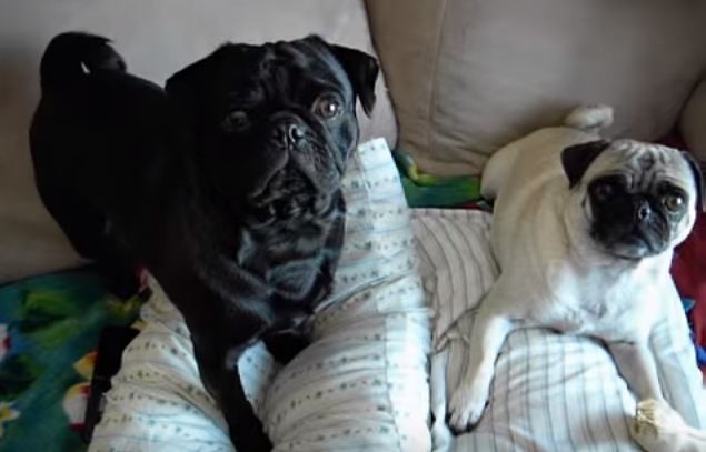 brother and sister pugs