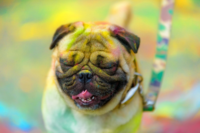 colorful pug