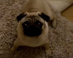 Energetic Pug Gives a Whole New Meaning to the Word “Fun” – Just Watch This!
