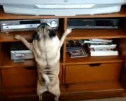 Pug’s Reaction to When His Team Loses is CRAY CRAY! You Gotta See This…