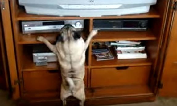 crazy pug