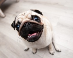 7 Things the Books Won’t Tell You About Pugs