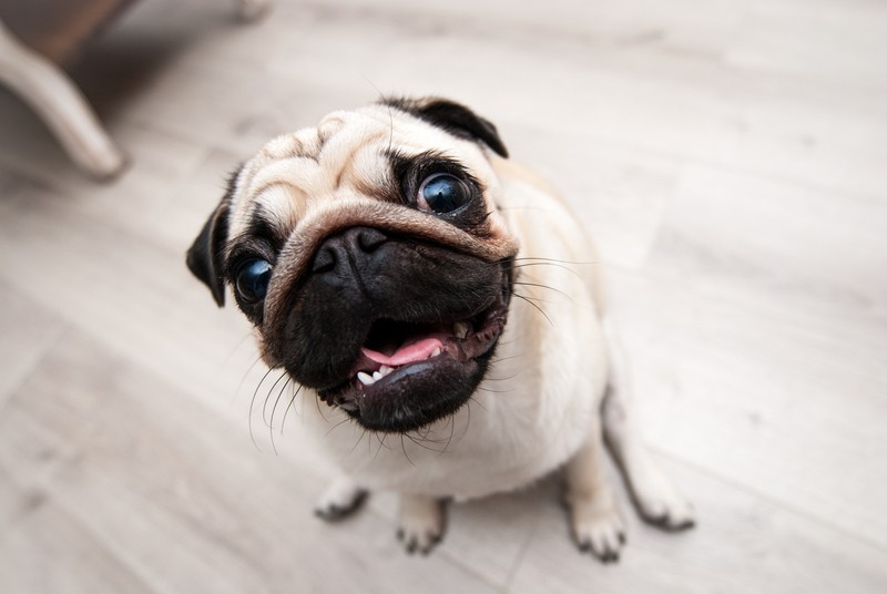 cute pug looking up