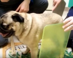 (Video) This Beautiful Story About a Special Needs Pug and What They Do to Help Him is Heartwarming